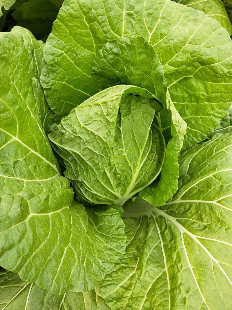 大白菜