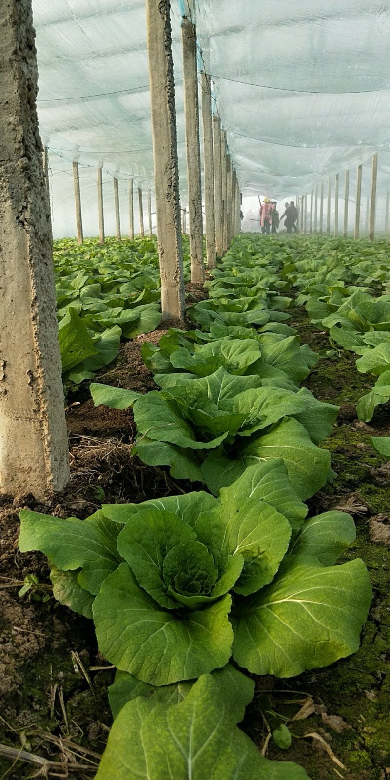 大白菜