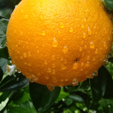 金秀精品夏橙大量上市供应，糖分15°左右