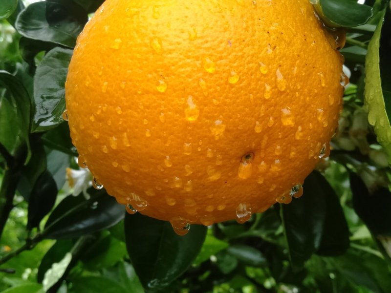 金秀精品夏橙大量上市供应，糖分15°左右