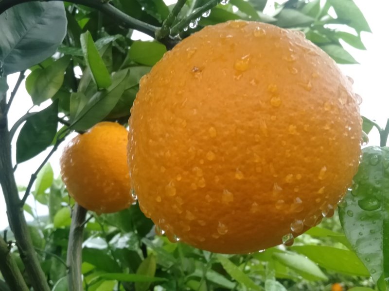 金秀精品夏橙大量上市供应，糖分15°左右