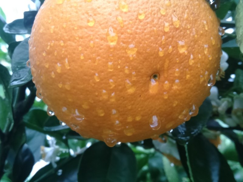 金秀精品夏橙大量上市供应，糖分15°左右