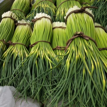 蒜薹