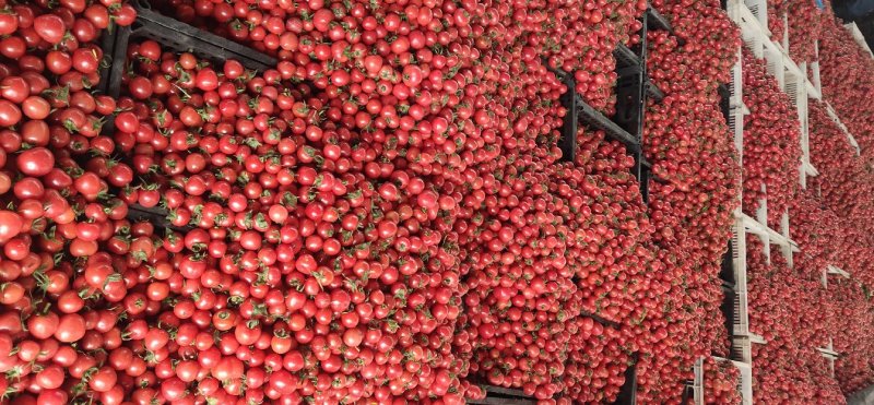 千禧，贝贝大量上市！