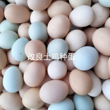 购买土鸡苗参看下图，种蛋、种苗、育成正宗土鸡。