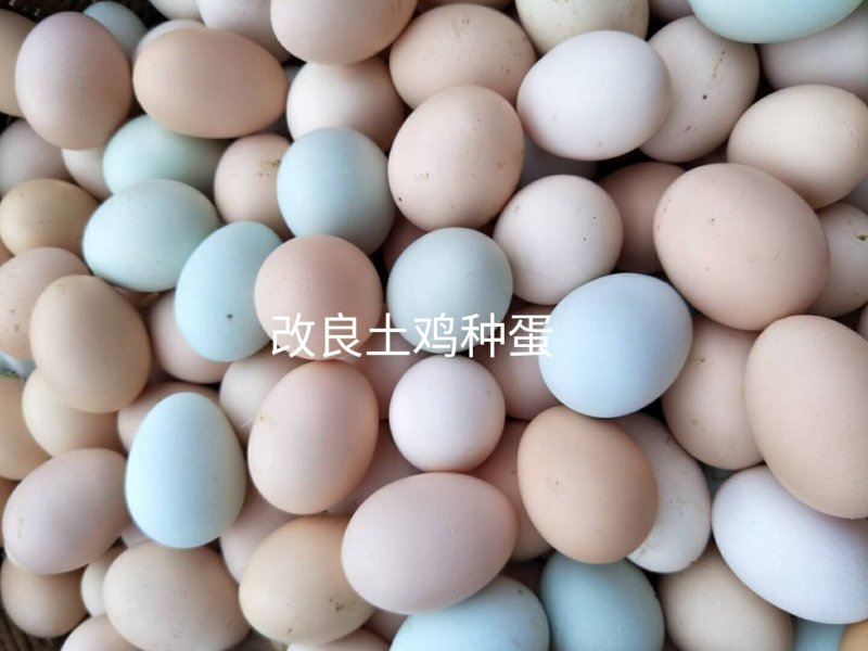 购买土鸡苗参看下图，种蛋、种苗、育成正宗土鸡。