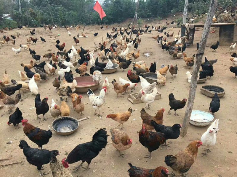 购买土鸡苗参看下图，种蛋、种苗、育成正宗土鸡。