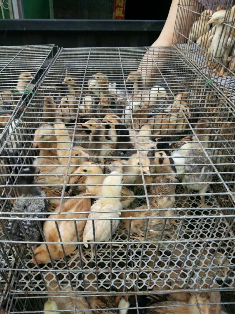 购买土鸡苗参看下图，种蛋、种苗、育成正宗土鸡。