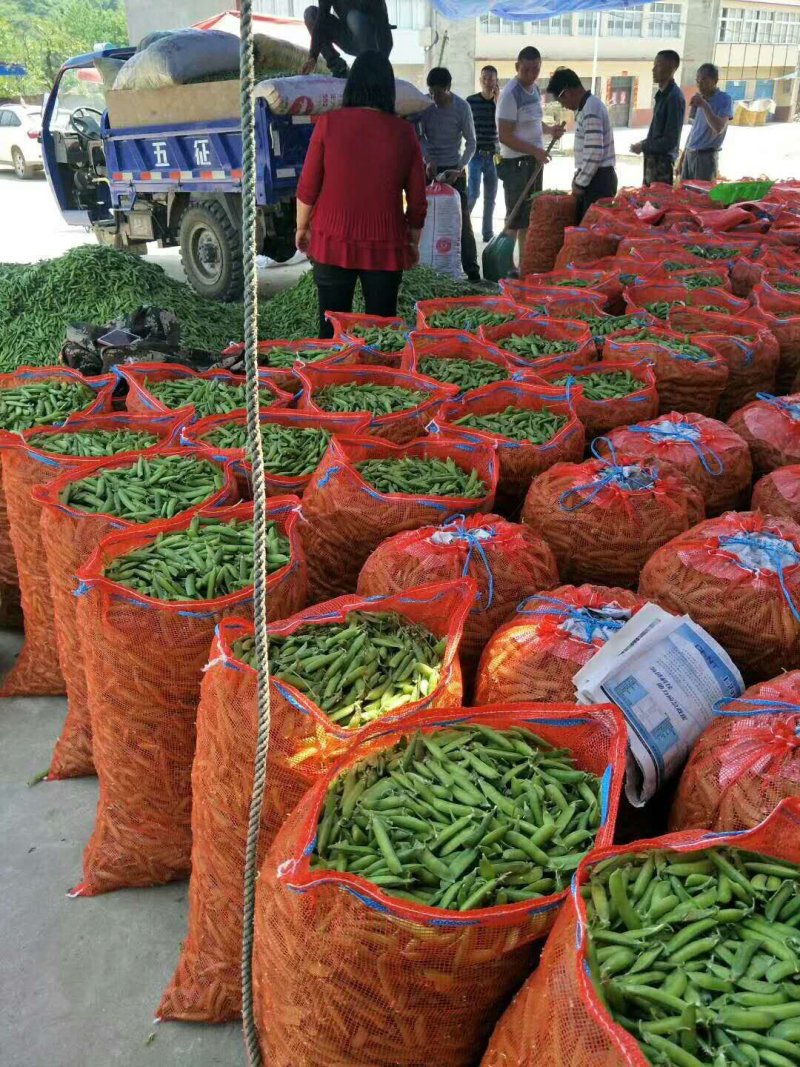 专业搬运，豌豆荚，荚长，饱满，无斑！无烂角！一手货源！