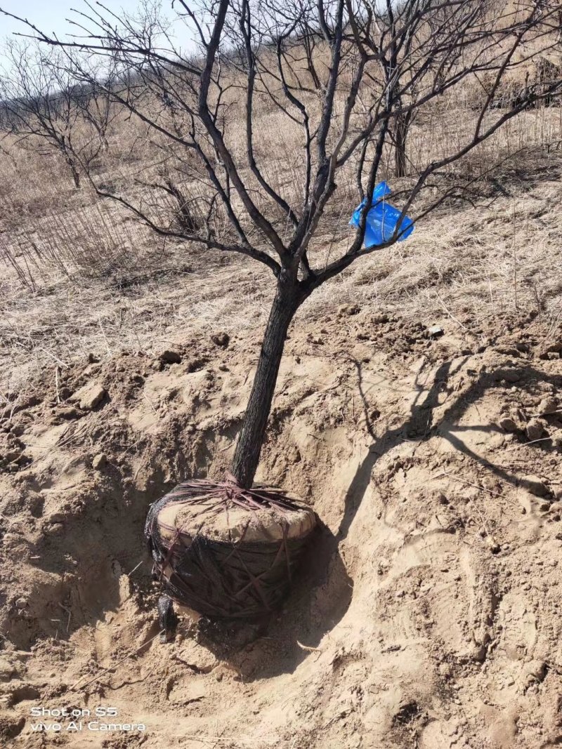 文冠果3-20公分树苗文冠果基地直发成活率高产量高丰产系