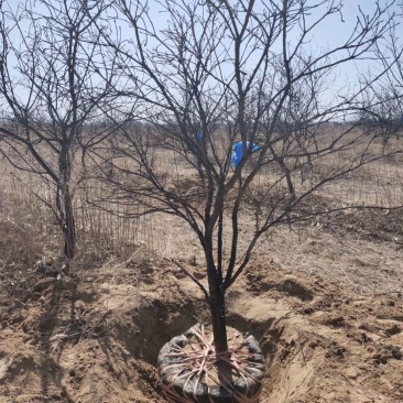 文冠果3-20公分树苗文冠果基地直发成活率高产量高丰产系