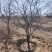 文冠果3-20公分树苗文冠果基地直发成活率高产量高丰产系