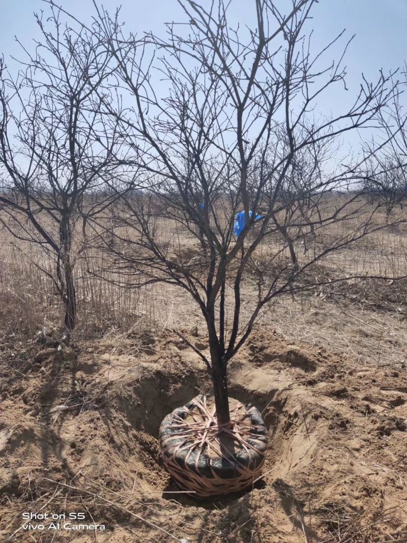 文冠果3-20公分树苗文冠果基地直发成活率高产量高丰产系