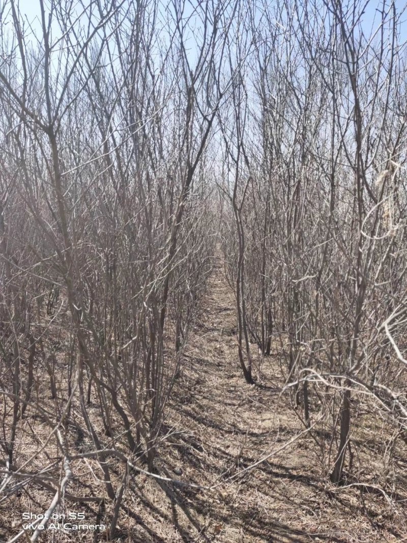 文冠果3-20公分树苗文冠果基地直发成活率高产量高丰产系