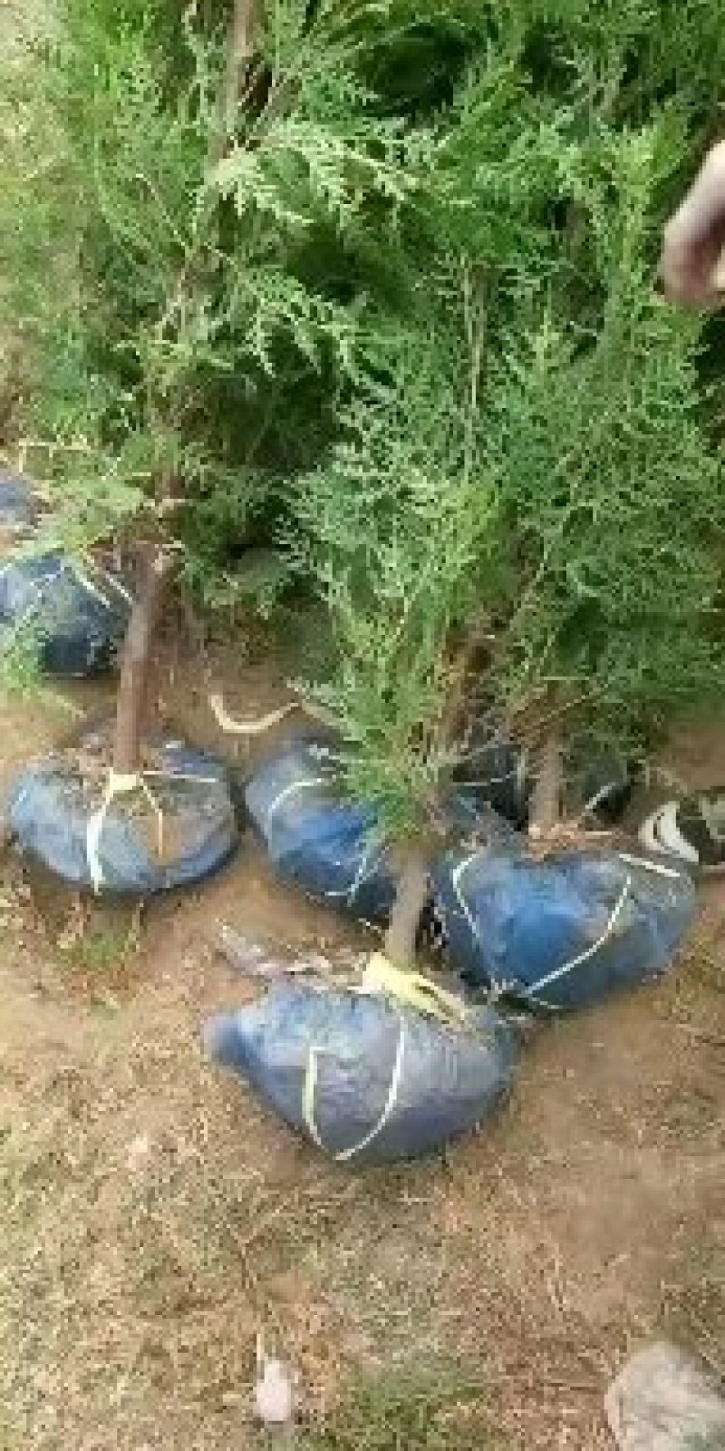 侧柏，密码，灌服大，土球裸根，带盆，都可以，质量如图，