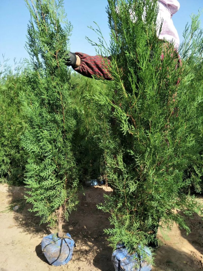 侧柏，密码，灌服大，土球裸根，带盆，都可以，质量如图，