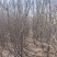 文冠果3-20公分树苗文冠果基地直发成活率高产量高丰产系