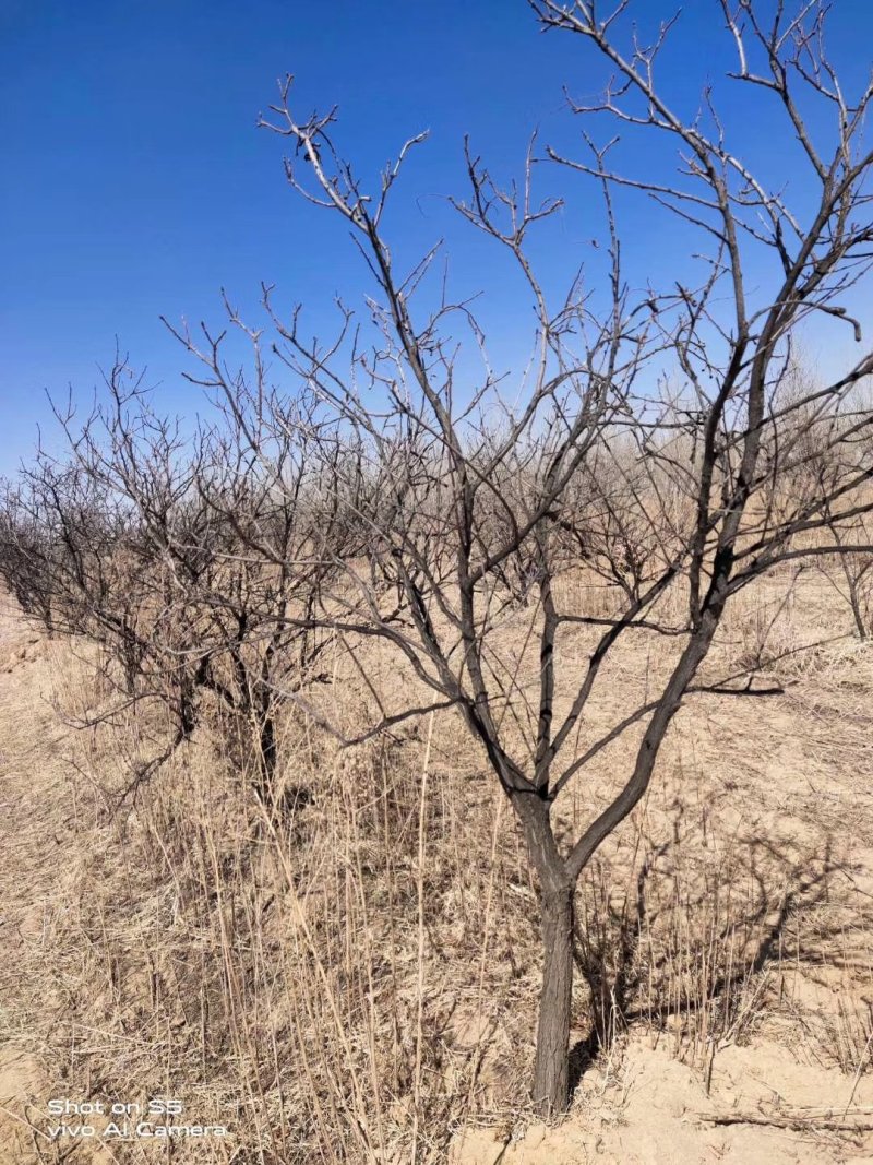 文冠果3-20公分树苗文冠果基地直发成活率高产量高丰产系