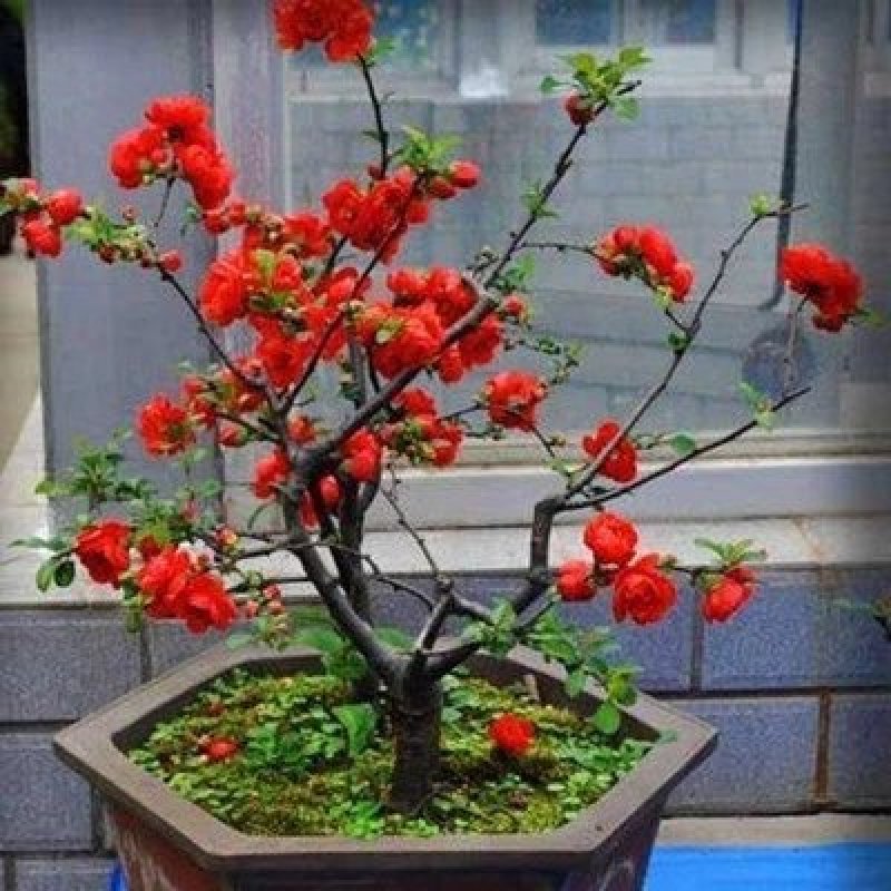 海棠树苗南方北方种植盆栽地栽西府四季常绿开花庭院风景花木
