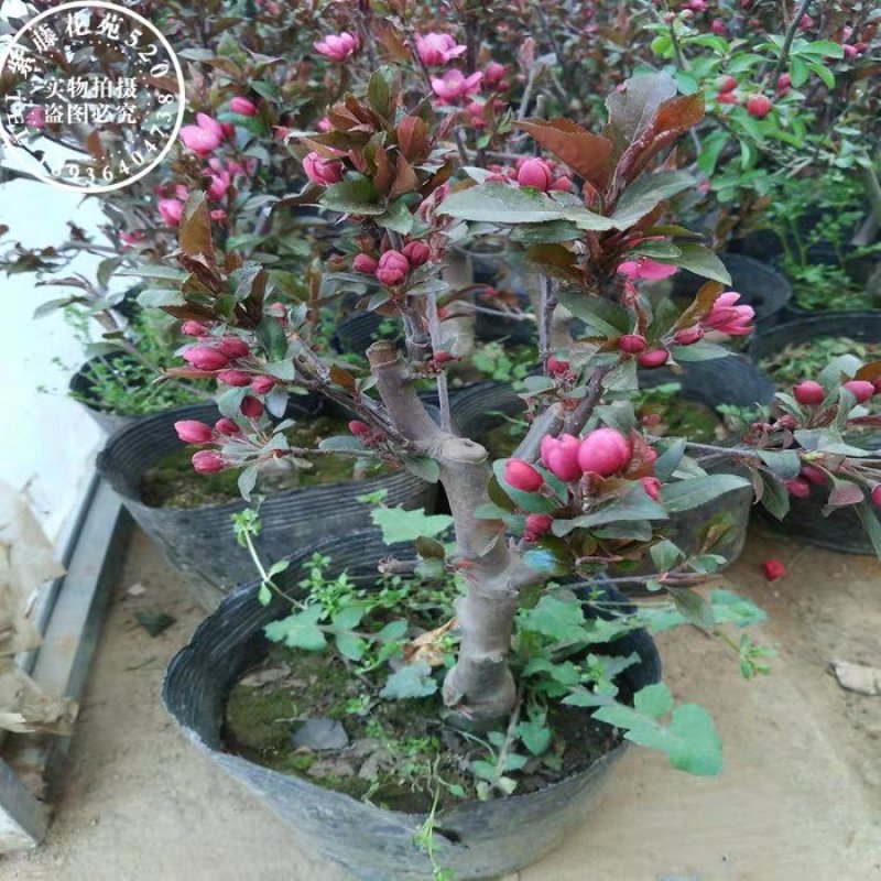 海棠树苗南方北方种植盆栽地栽西府四季常绿开花庭院风景花木