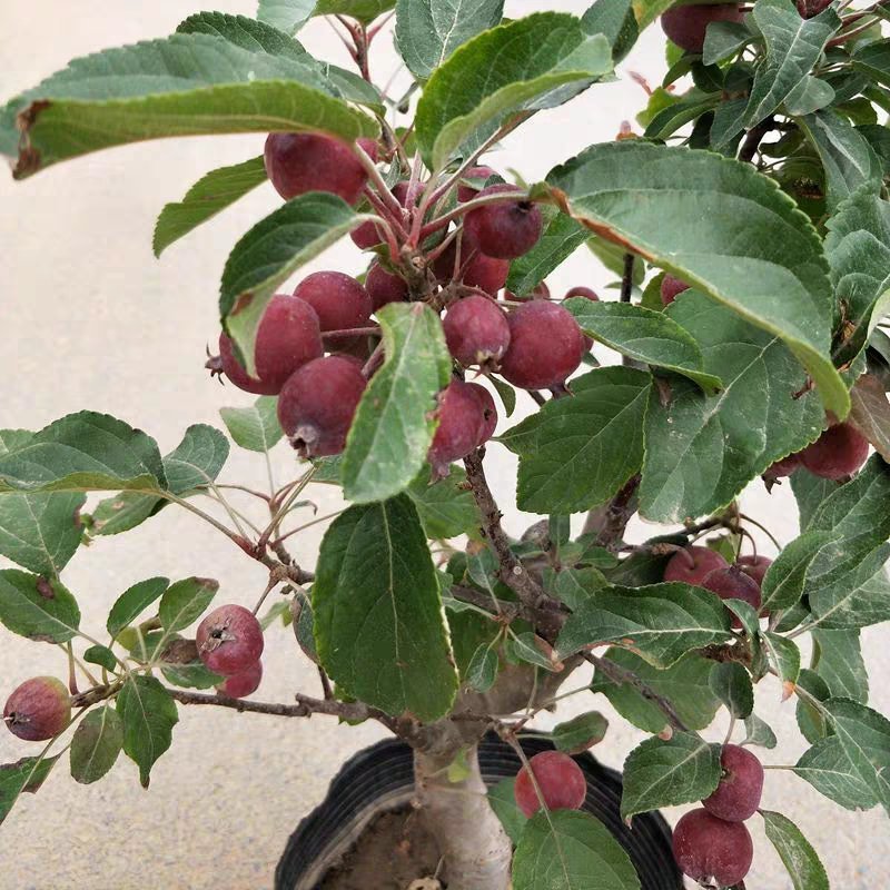 海棠树苗南方北方种植盆栽地栽西府四季常绿开花庭院风景花木