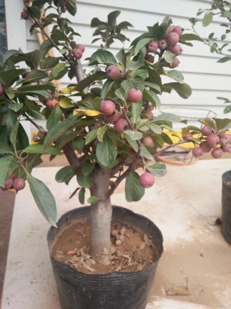 海棠树苗南方北方种植盆栽地栽西府四季常绿开花庭院风景花木