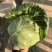 河南焦作市博爱县孝敬镇蒋村蔬菜市场，绿甘蓝大量上市供应中