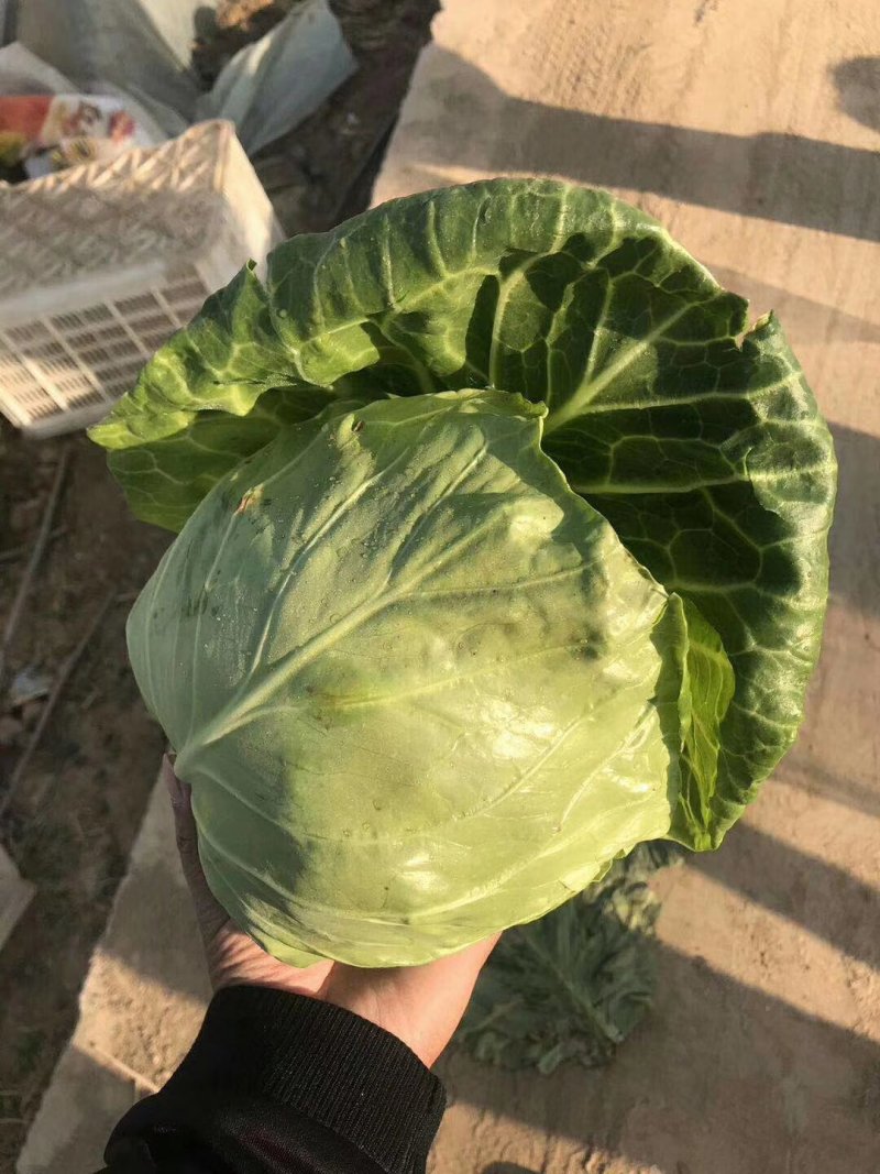 河南焦作市博爱县孝敬镇蒋村蔬菜市场，绿甘蓝大量上市供应中