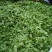 榆钱包上车加冰野菜