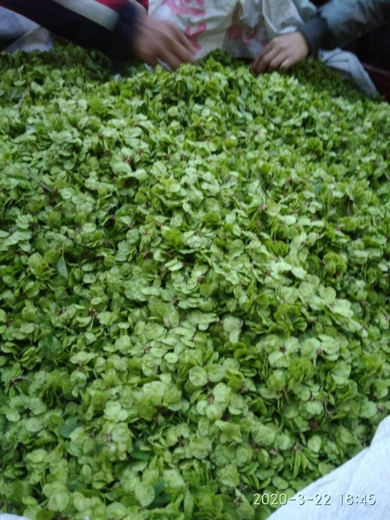 榆钱包上车加冰野菜