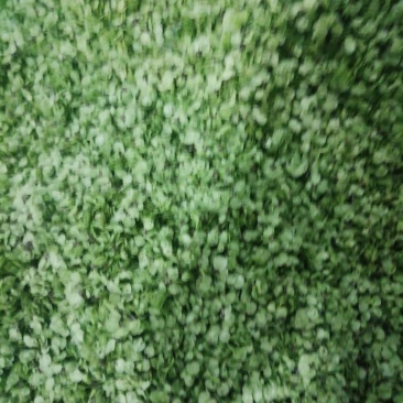 榆钱包上车加冰野菜