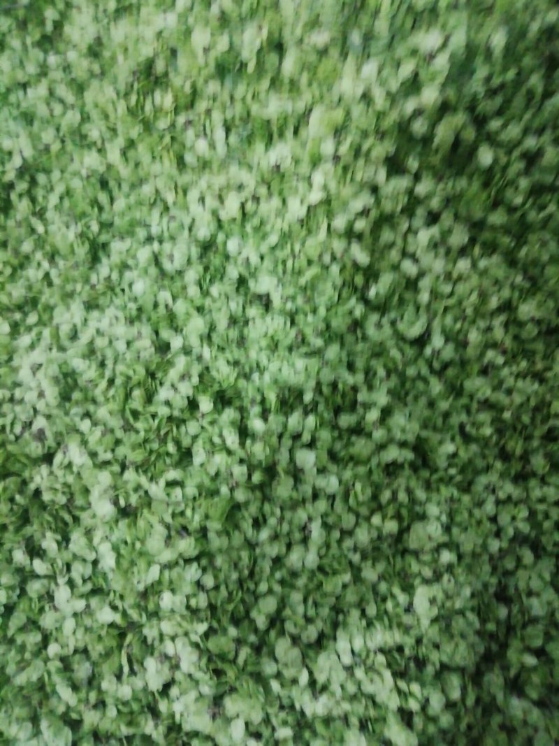 榆钱包上车加冰野菜