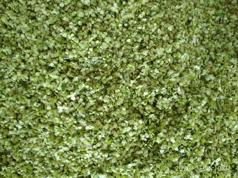 榆钱包上车加冰野菜