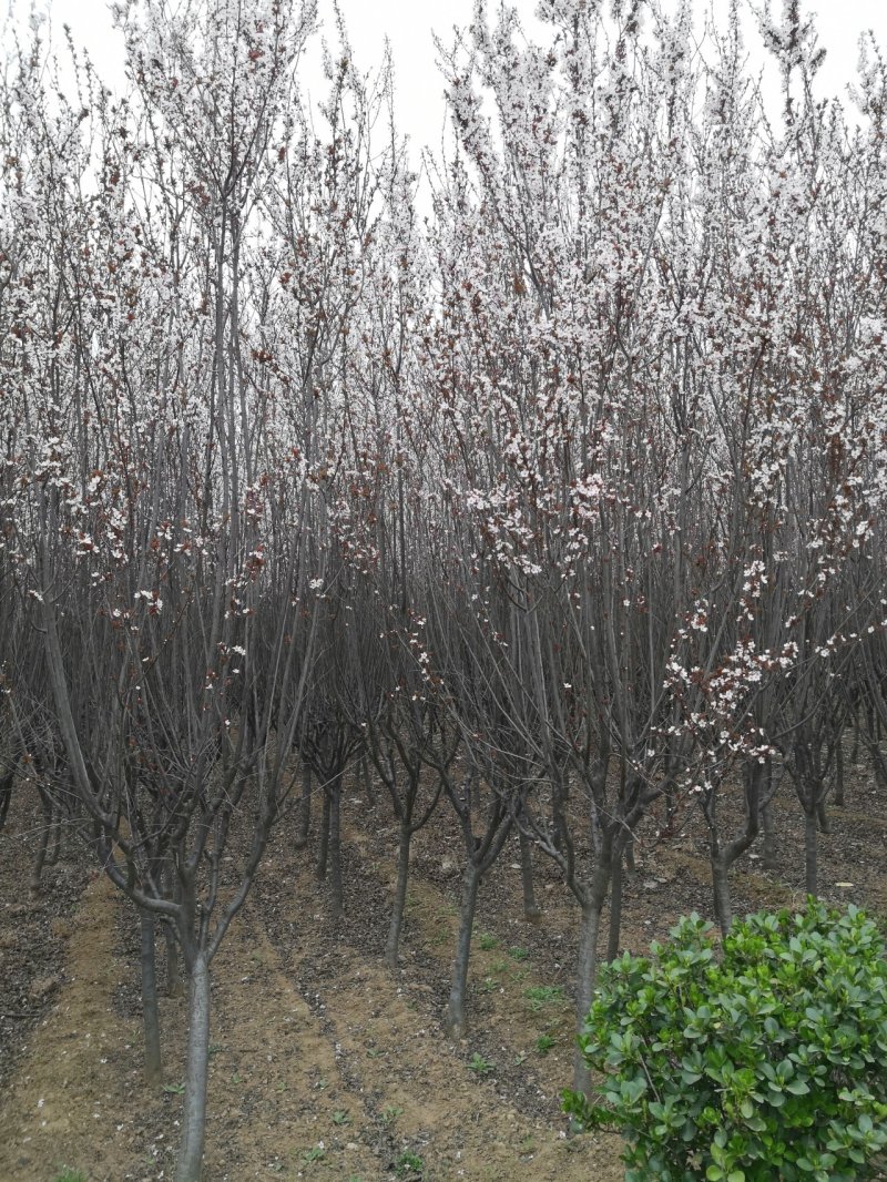 基地太阳李树定植好二级