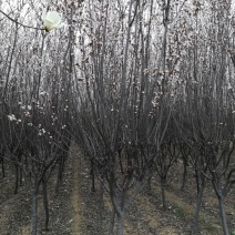 基地太阳李树定植好二级