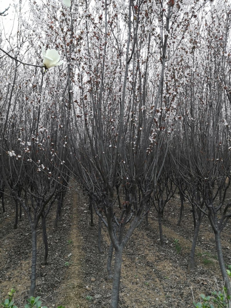 基地太阳李树定植好二级