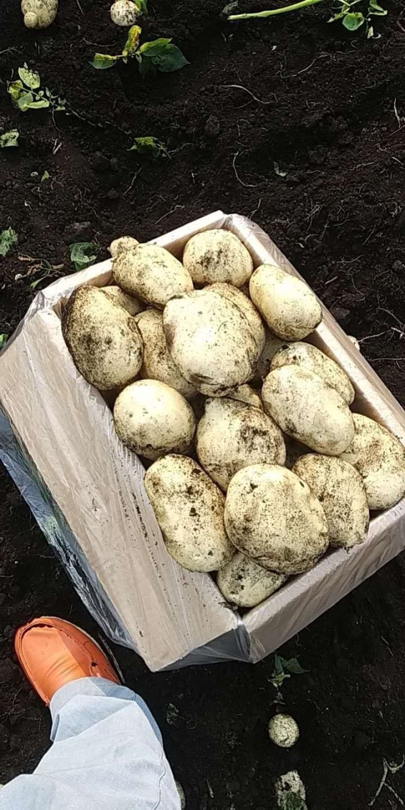 六号丽薯