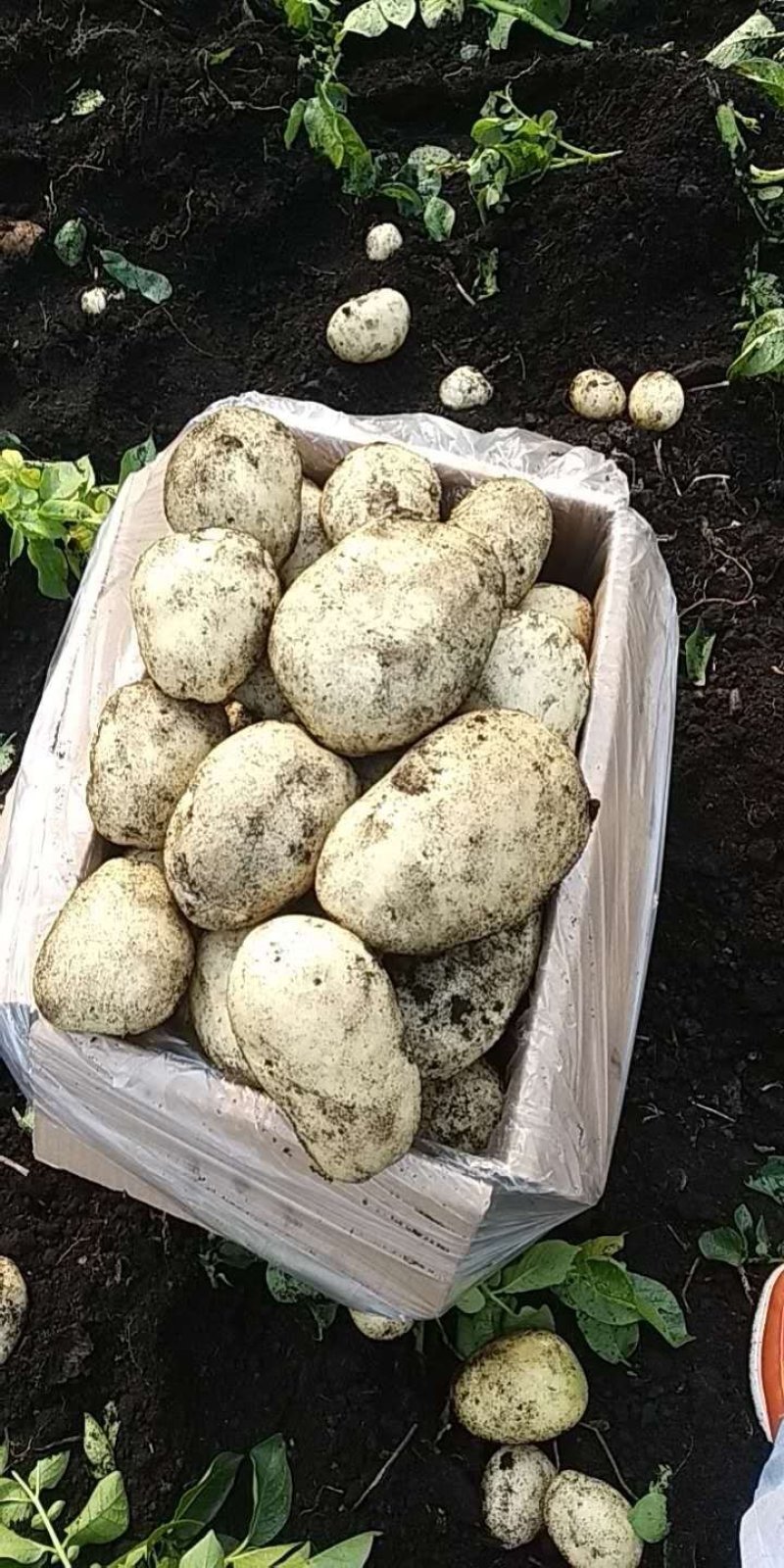 六号丽薯