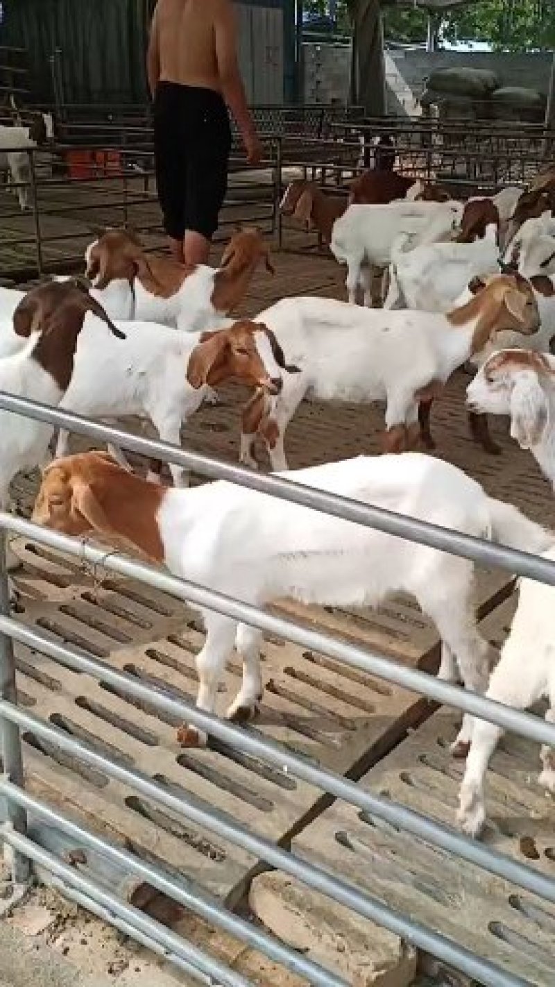 《有好货》白山羊，小羊羔，小羊苗，肉羊包成活，包回收