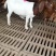 《有好货》白山羊，小羊羔，小羊苗，肉羊包成活，包回收