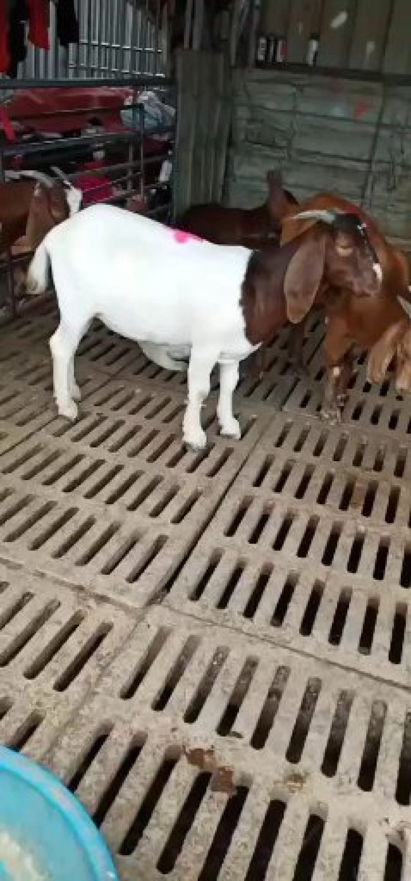 《有好货》白山羊，小羊羔，小羊苗，肉羊包成活，包回收