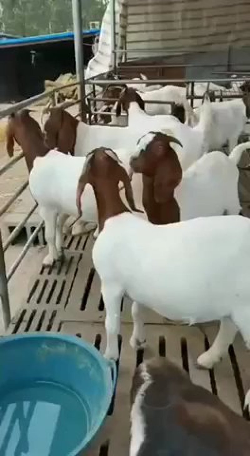 《有好货》白山羊，小羊羔，小羊苗，肉羊包成活，包回收