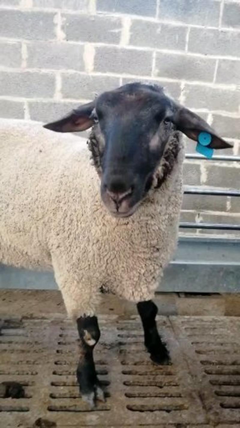 纯种萨福克羊萨福克种公羊活体出售萨福克怀孕母羊萨福克绵羊