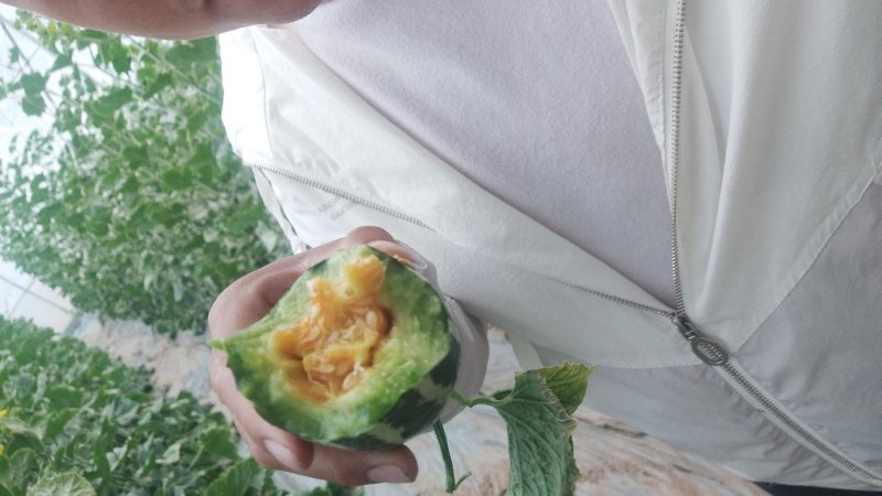 博洋九号甜瓜一件代发大量现货对接电商平台