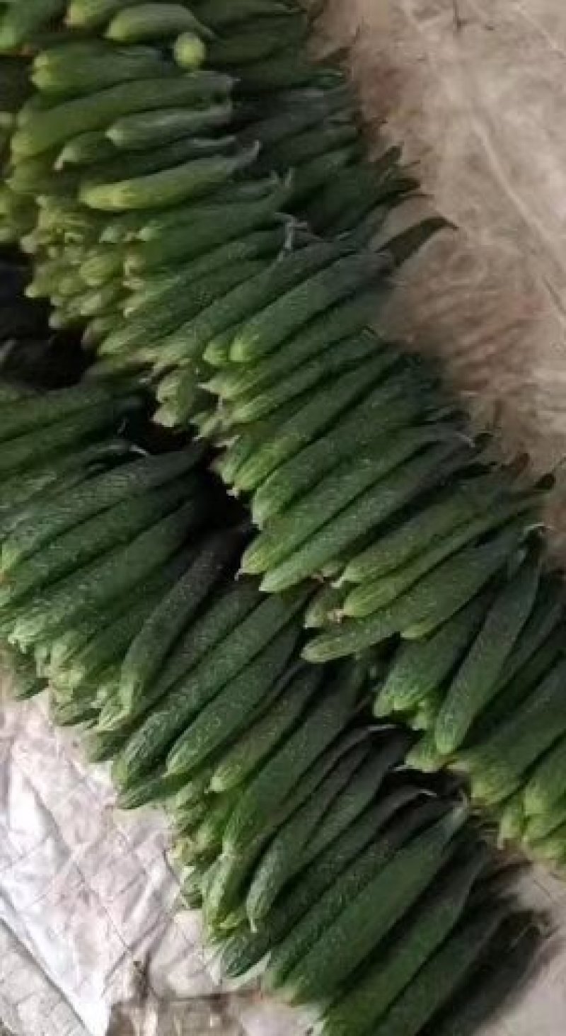 密刺黄瓜干花带刺产地直供