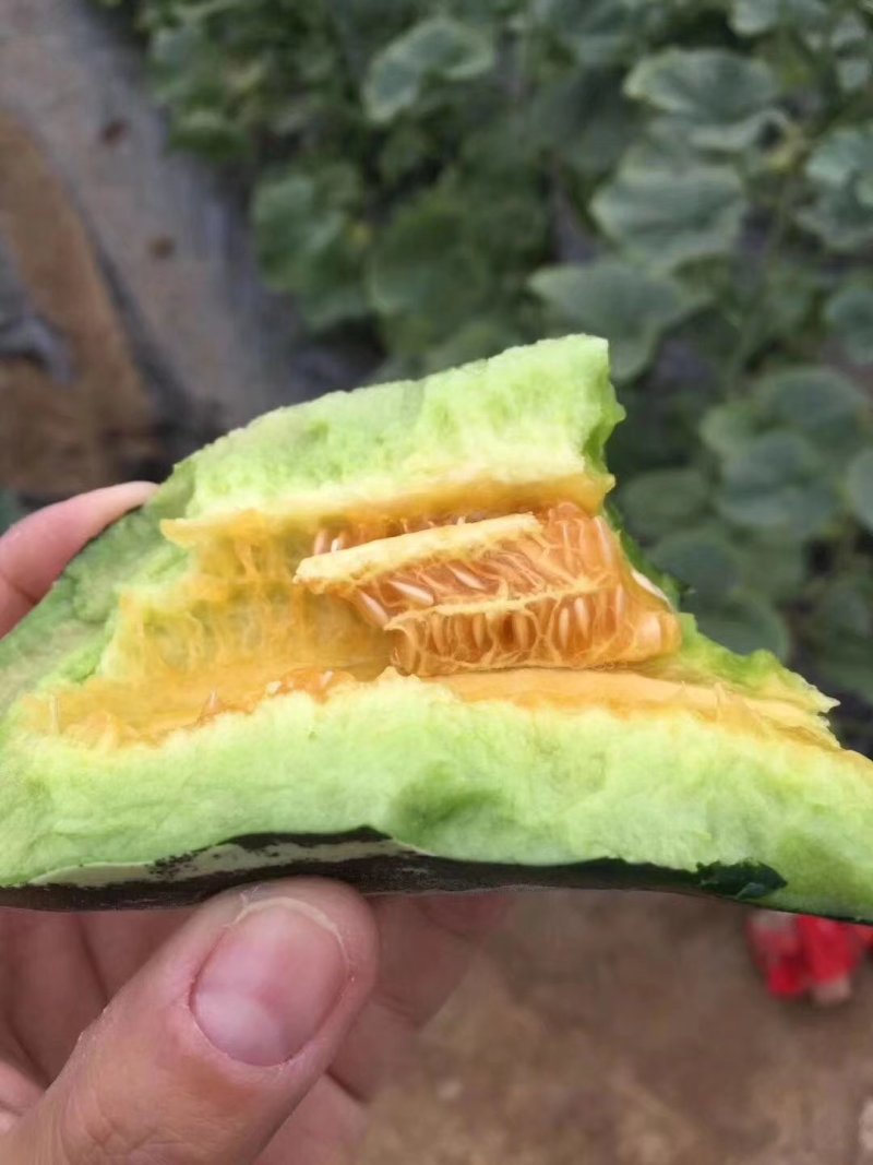 博洋九号甜瓜一件代发大量现货对接电商平台