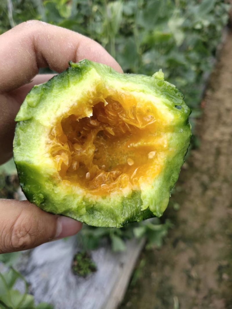 博洋九号甜瓜一件代发大量现货对接电商平台