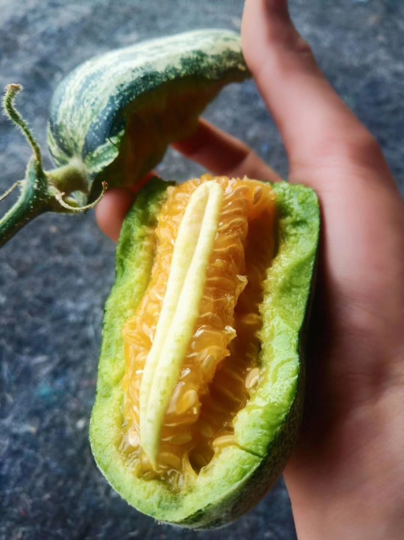 博洋九号甜瓜一件代发大量现货对接电商平台