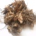 藜芦，藜芦根，披麻草根，质优价实，品质保证，药典标准云南
