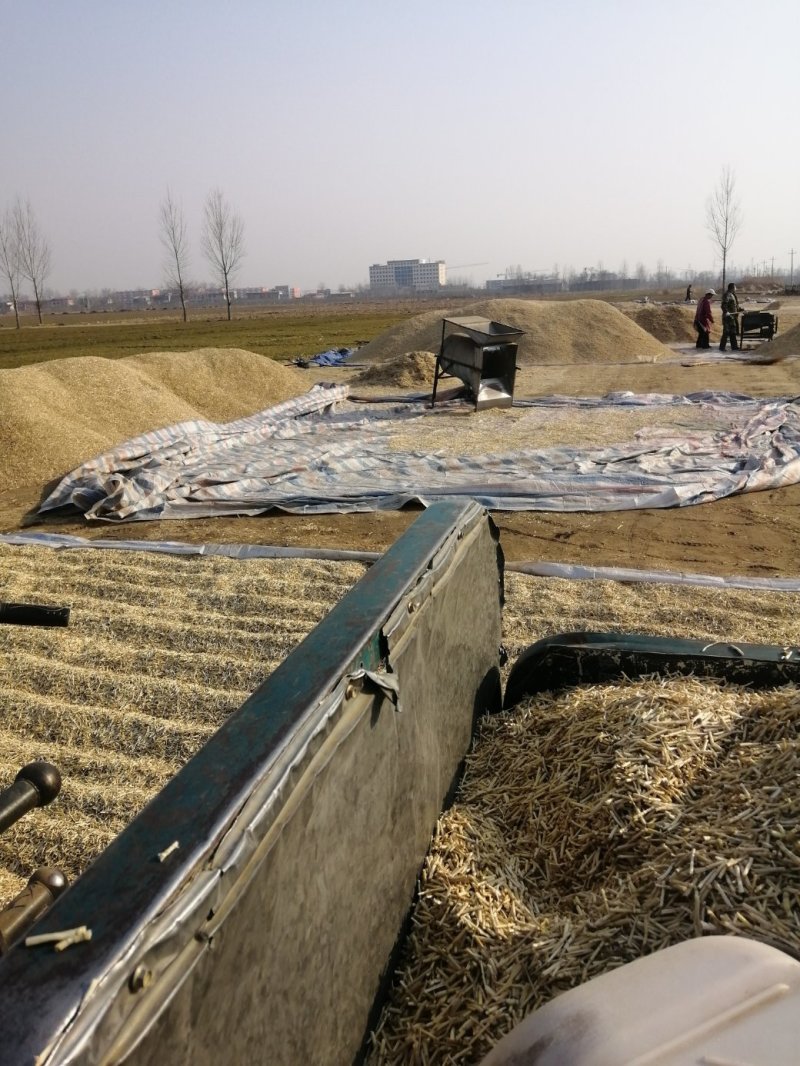 （诚信经营）中草药白茅根加工，各种规格任你选择。